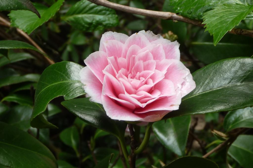 Magnolia Petal Bed & Breakfast Fernwood Exterior foto