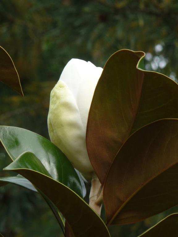 Magnolia Petal Bed & Breakfast Ganges Exterior foto